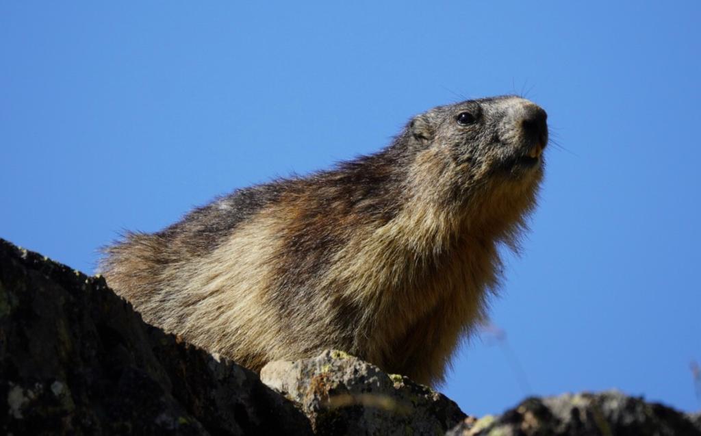 Camping Le Domaine du Trappeur