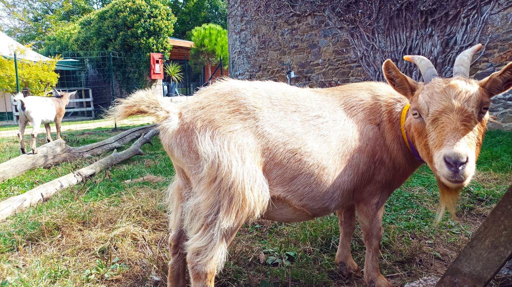 Camping Terre & Mer - Village nature