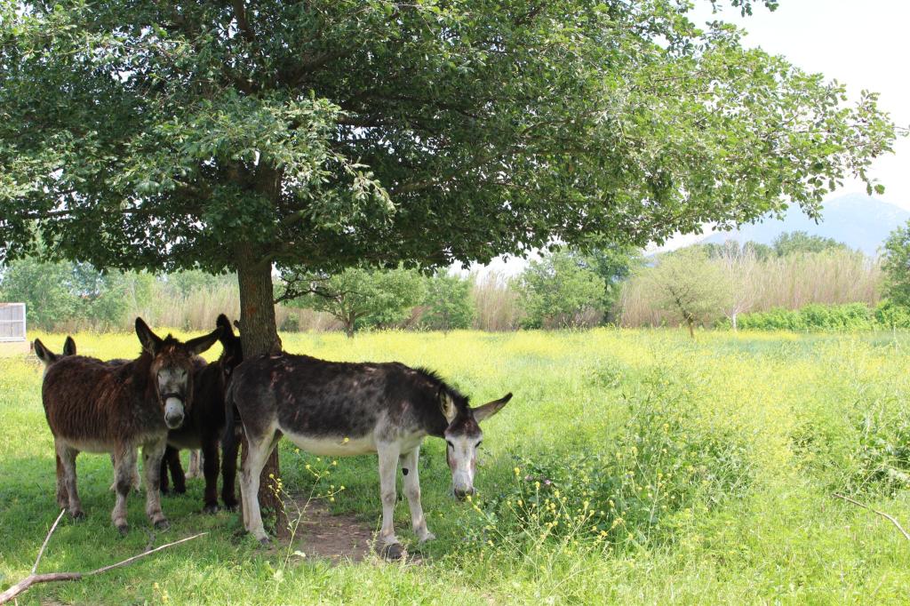 Camping Les Casteillets
