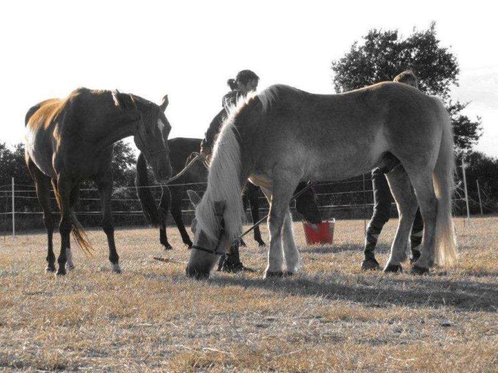 Camping de Kernéjeune***